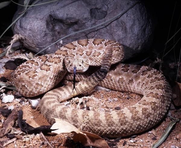 Prairie Csörgőkígyó Crotalus Viridis Viridis Megfélemlíti Csörgőkígyó Védekező Pozícióban Nyelv — Stock Fotó