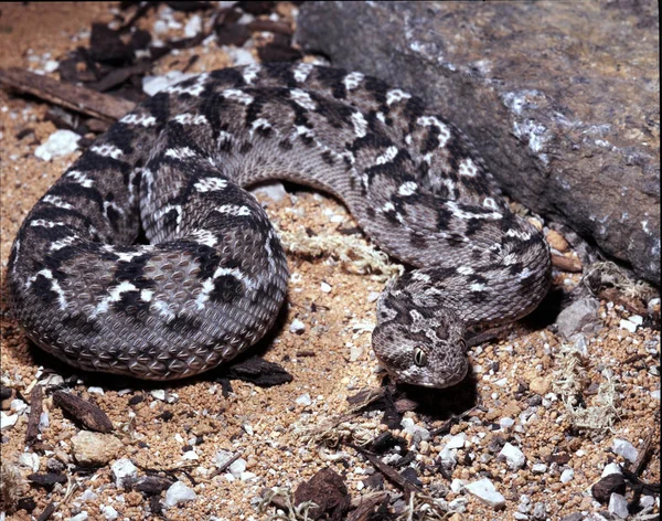 Víbora Escala Sierra Del Sochurek Echis Carinatus Sochureki Lleva Nombre —  Fotos de Stock