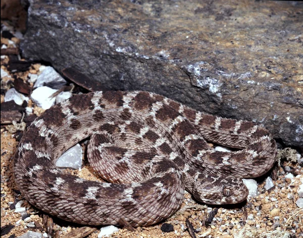 Víbora Alfombra Keniata Echis Pyramid Leakeyi Una Pequeña Víbora Descrita —  Fotos de Stock