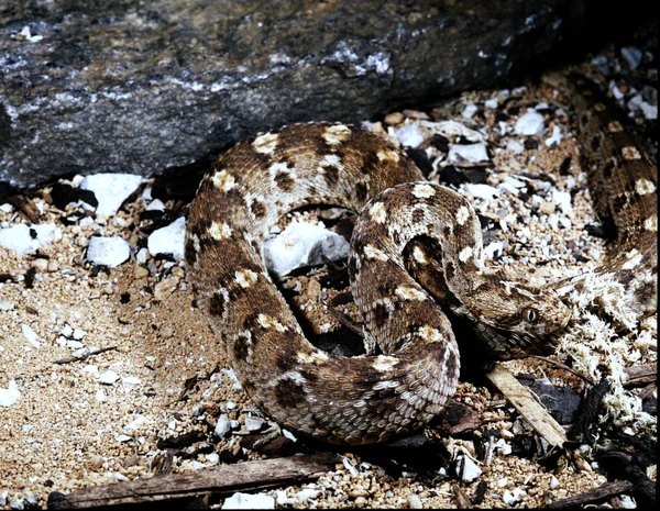 肯尼亚地毯毒蛇 Echis 金字塔 Leakeyi 一个小毒蛇描述后 一个重要的自然保育 — 图库照片