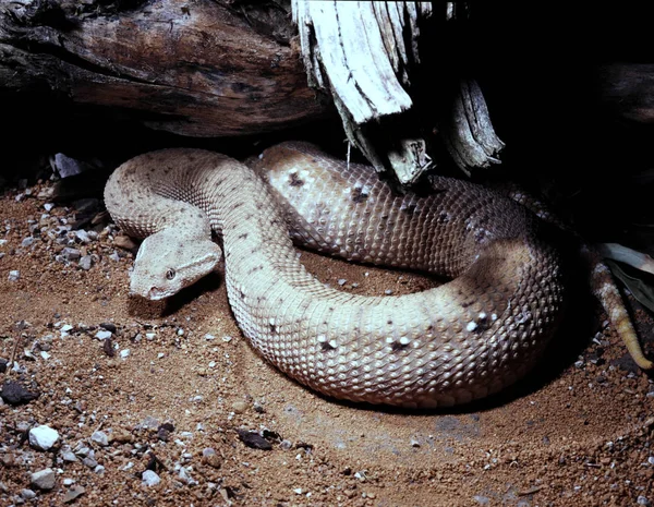 麦克马洪的毒蛇 Eristicophis Macmahoni 被埋在沙漠中的沙子里 — 图库照片