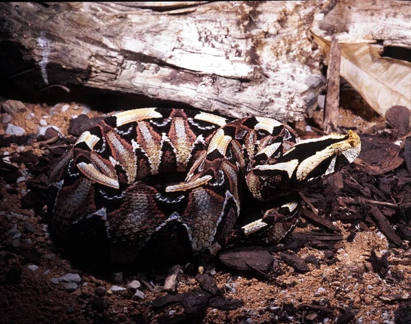 カラフルなハイブリッド ガボン パーとサイ毒蛇 — ストック写真