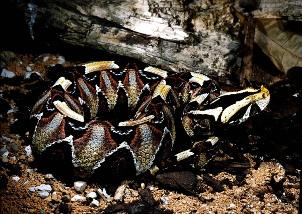 Renkli Hibrid Gaboon Viper Gergedan Engerek — Stok fotoğraf