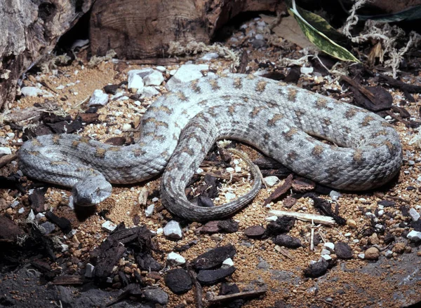 Subespécie Rara Levant Viper Macrovipera Lebetina Tyranida — Fotografia de Stock