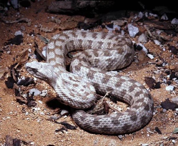 Una Poderosa Serpiente Venenosa Víbora Nariz Roma Macrovipera Lebetina —  Fotos de Stock