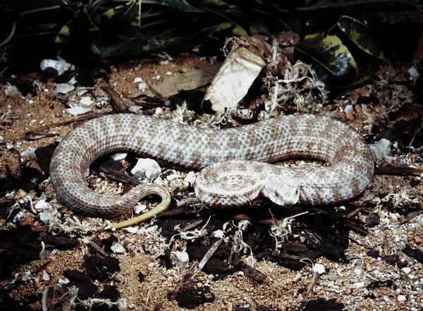 Milos Viper Macrovipera Schweizeri Den Största Europeiska Giftiga Ormen — Stockfoto