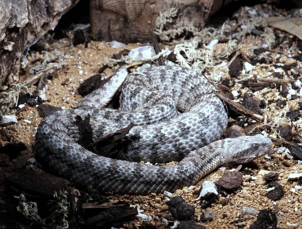 Milos Viper Macrovipera Schweizeri Maior Serpente Venenosa Europeia — Fotografia de Stock