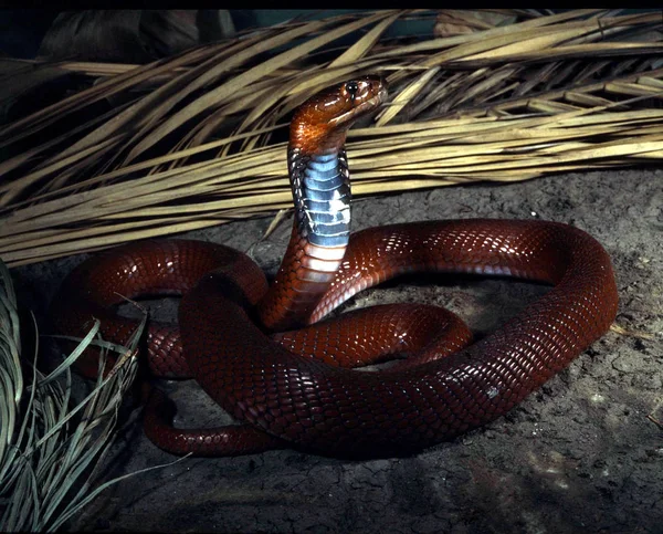 Mozambique Spitting Cobra Naja Mossambica Very Beautiful Dangerous Snake Able — Stock Photo, Image