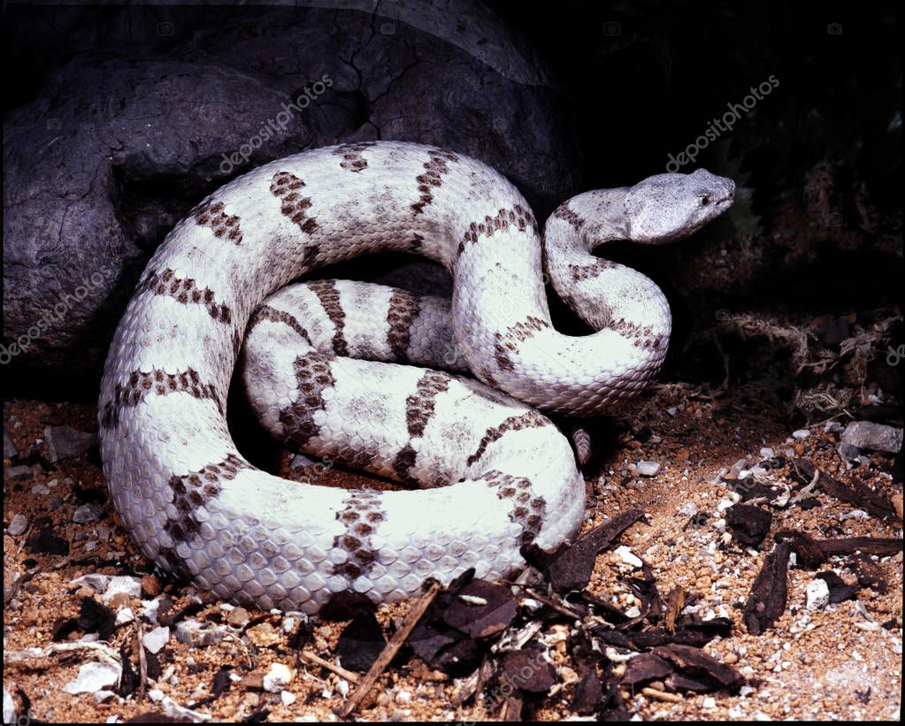 Roca serpiente de cascabel, Crotalus lepidus lepidus es de colores