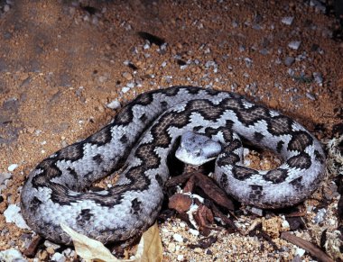 Lataste engereği, Vipera latastei gaditana, İspanyol dağlarda yaşıyor