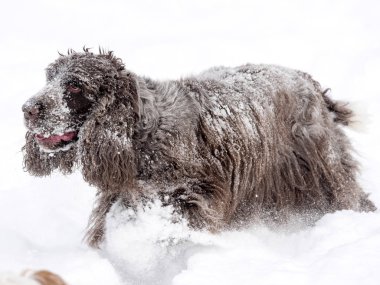 İngiliz Cocker zevk içinde kar alır.