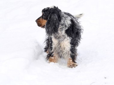 İngiliz Cocker zevk içinde kar alır.