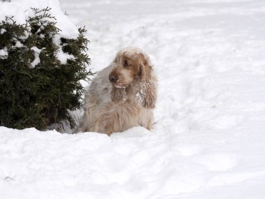 İngiliz Cocker zevk içinde kar alır.