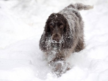 İngiliz Cocker zevk içinde kar alır.