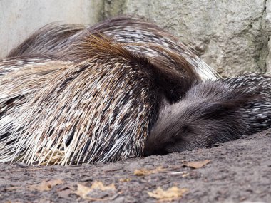 Aile uyku Hint tepeli kirpi, Hystrix indica