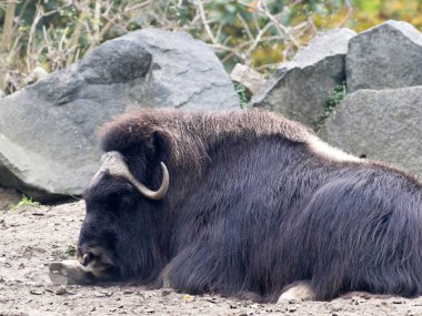 Tur çok güçlü Misk öküzü, Ovibos moschatus moschatus olduğunu