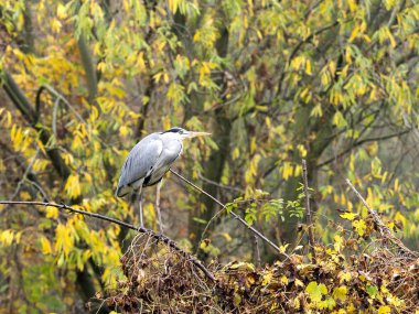 Gri balıkçıl, Ardea cinerea, Avrupa'da yaygındır