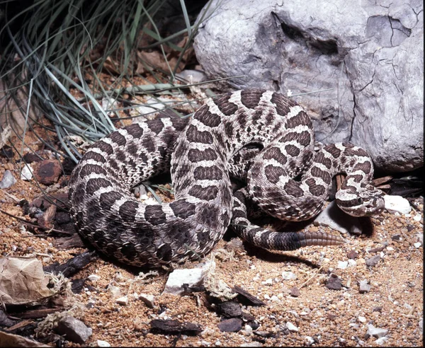Doğu massasauga, Sistrurus catenatus tergeminus, çıngıraklı yılan küçük temsilcisi