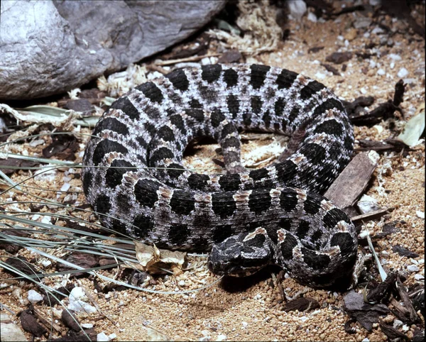 Serpent Pygmée Barbour Sistrurus Miliarius Barbouri Petit Crotale — Photo