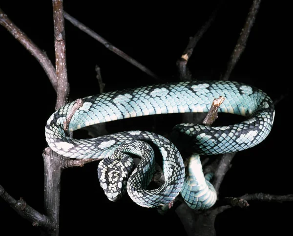 Cobra víbora azul no galho, cobra víbora pronta para atacar, insularis azul