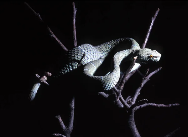 Víbora Hoyo Wagler Tropidolaemus Wagleri Serpiente Venenosa Árbol — Foto de Stock