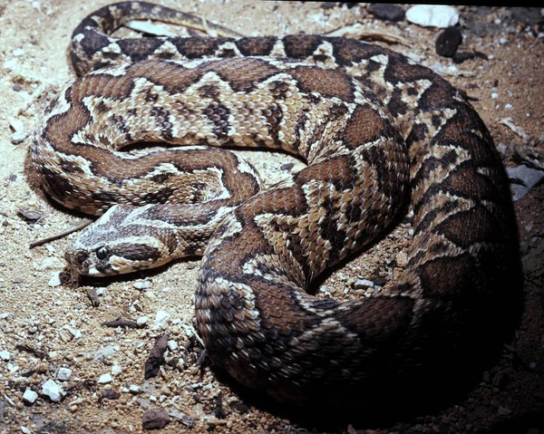 Palestine Viper Vipera Palaestinae Powerful Poisonous Snake — Stock Photo, Image