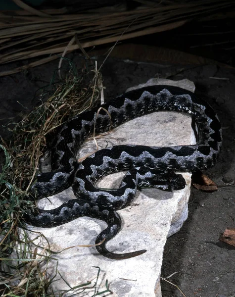 Víbora Arena Oriental Vipera Ammodytes Meridionalis Víbora Mediterránea — Foto de Stock