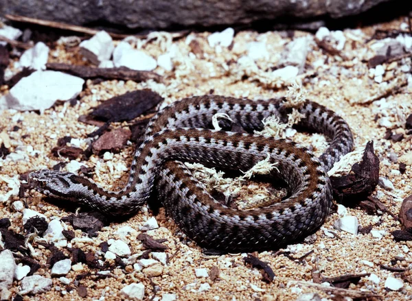 Баскская гадюка, Vipera seoanei seoanei изогнутая в оборонительной позиции — стоковое фото