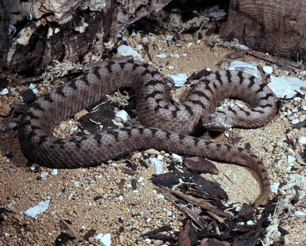 Υπερκαυκασίας Άμμο Viper Vipera Ammodytes Transcaucasiana Που Ζει Στα Βουνά — Φωτογραφία Αρχείου
