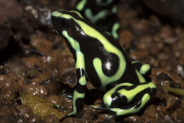 Sapo Cores Vivas Green Black Dart Frog Dendrobates Auratus — Fotografia de Stock