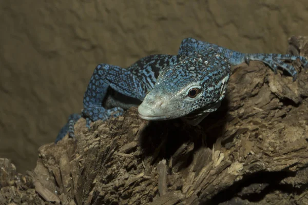 Belo Lagarto Azul Blue Spotted Tree Monitor Varanus Macraei — Fotografia de Stock