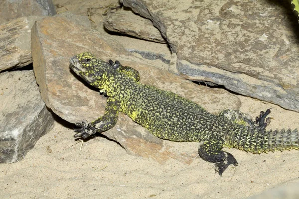 Severoafrické Ještěrka Ještěrka Dabb Bell Uromastyx — Stock fotografie