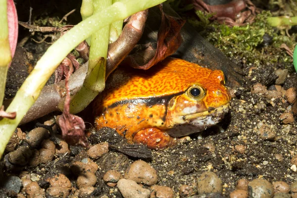 Ψεύτικη Ντομάτα Βάτραχος Dyscophus Guyneti — Φωτογραφία Αρχείου