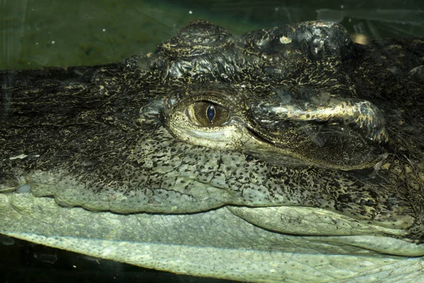 Портрет Сиамского Крокодила Crocodylus Siamensis Редко Встречается Природе — стоковое фото