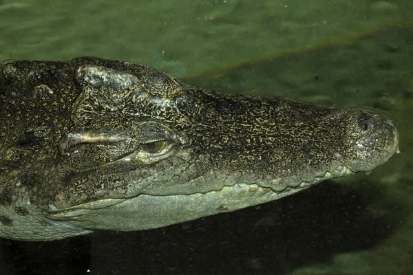 Portret Crocodil Siamez Crocodylus Siamensis Este Rar Natură — Fotografie, imagine de stoc