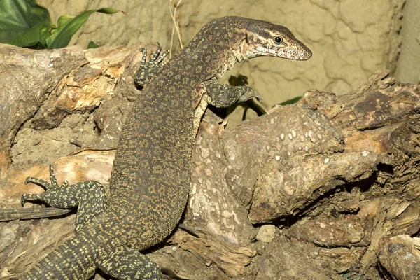 Timor Monitor Varanus Timorensis Malé Endemické Žije Ostrově Timor — Stock fotografie