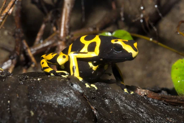 Ranas Dardo Diminutas Rana Pisón Bandada Yelow Dendrobates Leucomelas —  Fotos de Stock