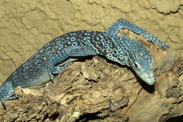 Piękny Niebieski Jaszczurka Blue Spotted Drzewo Monitor Varanus Macraei — Zdjęcie stockowe