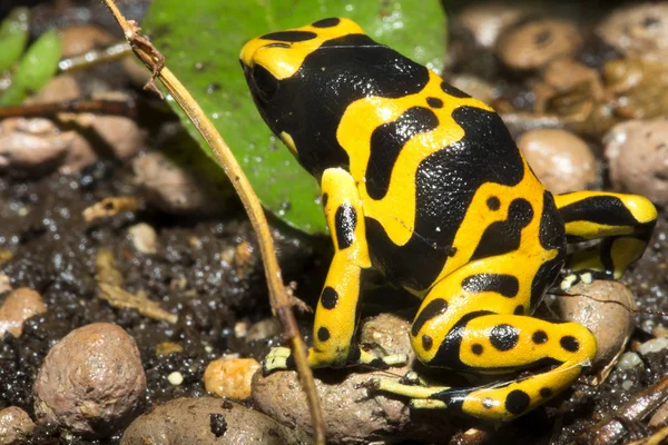 Μικροσκοπικό Dart Βατράχια Βάτραχος Yelow Banded Pison Dendrobates Leucomelas — Φωτογραφία Αρχείου