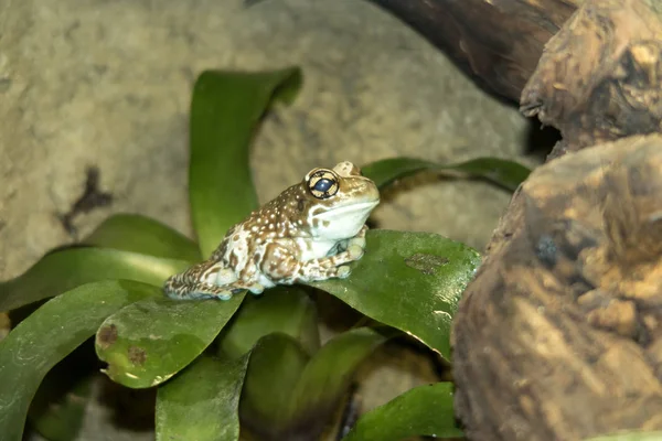 Amazon Milk Frog Phrynohyas Resinifictrix Sentado Sobre Bromelie Hojas —  Fotos de Stock