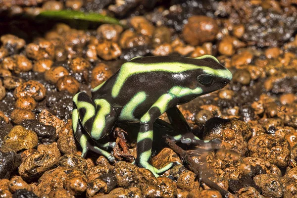 Jaskrawo Kolorowe Żaby Green Black Dart Żaba Dendrobates Auratus — Zdjęcie stockowe
