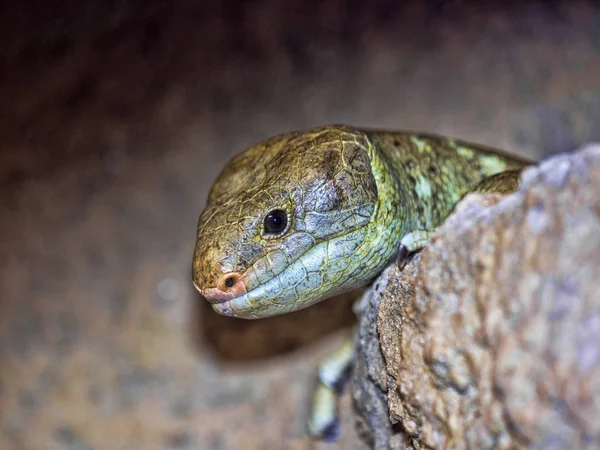 Skink Islas Salomón Corucia Zebrata Vive Los Árboles —  Fotos de Stock