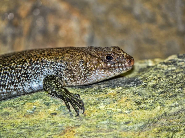 Cunningham Skink Egernia Cunninghami Vive Austrália — Fotografia de Stock