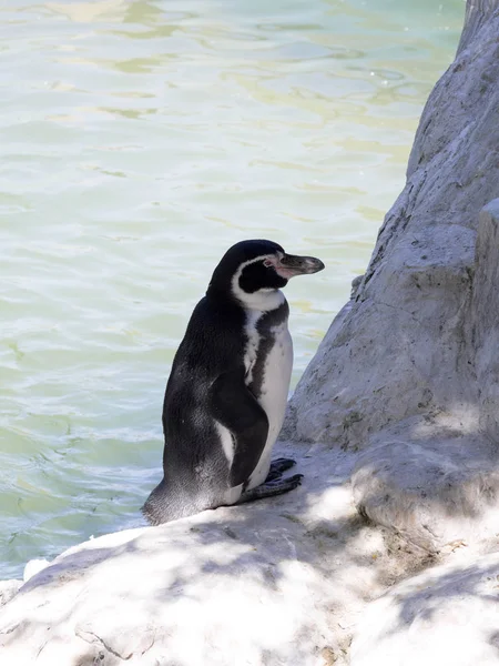 フンボルト ペンギンが岩やペルー チリの崖に南アメリカの西海岸に寄り添う — ストック写真