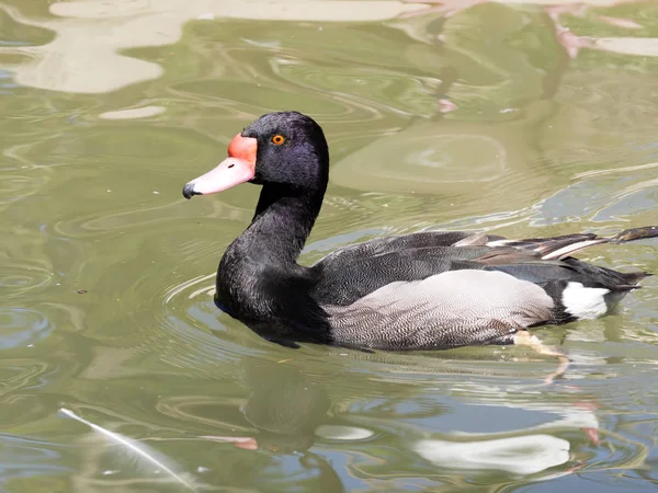 Rosy Oryzoborus Pochard Netta Peposaca Woont Zuid Amerika Ten Zuiden — Stockfoto