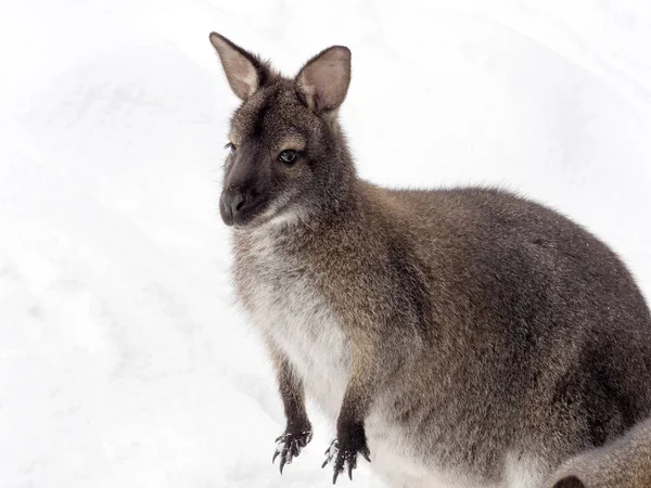 Walabia Bennetta Macropus Rufogriseus Jest Zaskoczony Przez Śnieg — Zdjęcie stockowe