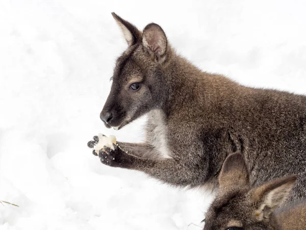 Bennett Kanguru Macropus Rufogriseus Kar Tarafından Şaşırttı — Stok fotoğraf