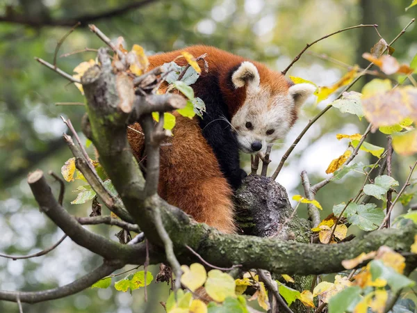 Panda Rosso Ailurus Fulgens Viene Alimentato Con Bambù — Foto Stock