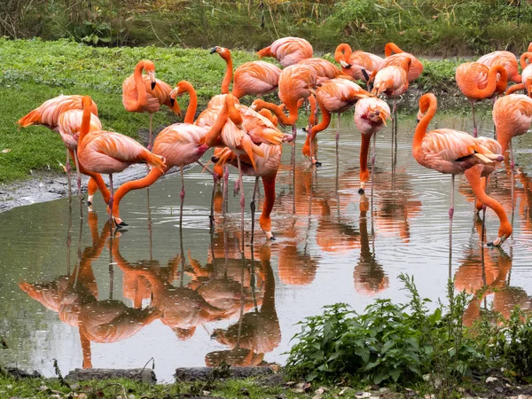 Phoenicopterus Ruber 홍학의 — 스톡 사진