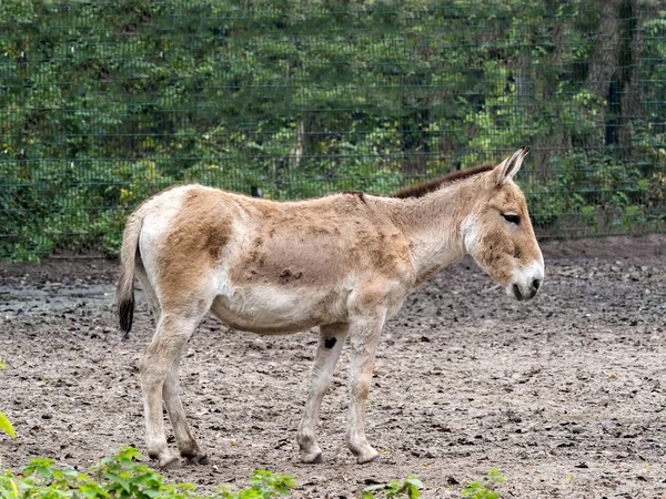 jirousek.zoo-foto.cz